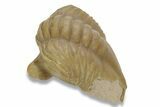 Bargain, Enrolled Asaphus Punctatus Trilobite - Russia #363093-3